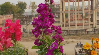 Care of Stock Plant  Beautiful Winter Flower  How to Grow and Care Stock Plant [upl. by Kacie187]