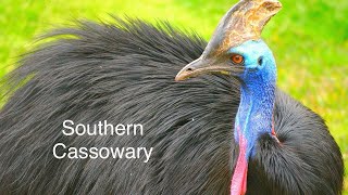 Prehistoric Cassowary Bird [upl. by Grimes168]