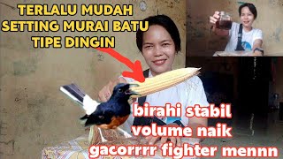 TERLALU MUDAH CARA CEPAT rawatan murai TIPE DINGIN gacor FIGHTER VOLUME NAIK [upl. by Annuahs530]