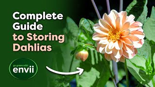 Complete Guide to Overwintering Dahlias Lifting Storing amp Care Tips [upl. by Dicky835]