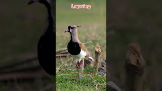 WHAT KIND OF BIRD IS LAPWING [upl. by Grindle]