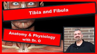 The Tibia and Fibula Anatomy and Physiology [upl. by Eirrem]