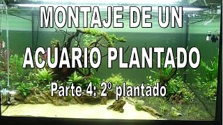 Evolucion de un acuario plantado parte 4 2º Plantado [upl. by Fessuoy906]