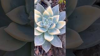 It’s still a mystery to us how these Graptopetalum became variegated 🤔 succulents graptopetalum [upl. by Treboh101]