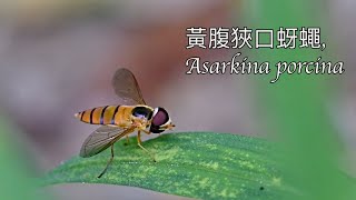 黃腹狹口蚜蠅 Asarkina porcina [upl. by Megargee]