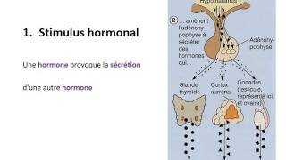 ENDOCRINOLOGIE Contrôle du système endocrinien [upl. by Ahsitniuq]