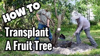 HOW TO Transplant a Tropical Fruit Tree [upl. by Cleaves]