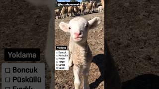 Hayvan Sesleri  Hayvanlarımı Yoklama Yaptım animalsounds cuteanimals funnyanimals komikvideolar [upl. by Treble571]