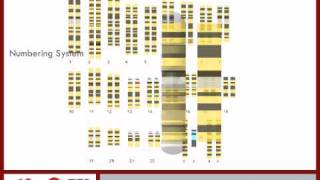 Cytogenetic Location of the Alpha Globin Gene pt 2  6 [upl. by Burlie]