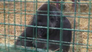 Female Gorilla Breast Feeding Her Infant  Howletts Wild Animal Park UK  2010 Gorilla [upl. by Sosna697]