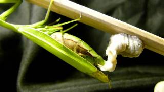 Praying Mantis Laying Ootheca in Timelapse ウスバカマキリ卵鞘作り：15倍速 [upl. by Marylou]