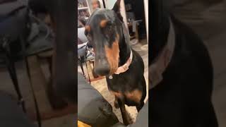 Doberman being a drama queen😆 [upl. by Persson]