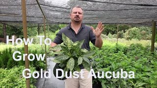 How to Grow Gold Dust Aucuba with detailed description [upl. by Tootsie386]