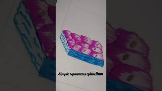 Simple squamous epithelium tissue diagram reels viralshort youtubeshorts trending study [upl. by Novehc]