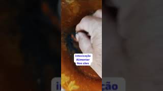 Dica para limpar estomago de cães com má digestão use pó de carvão vegetal ou enxofre isso é bom [upl. by Belinda]