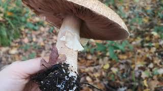 Identifying edible mushrooms  Agaricus augustus  The Prince [upl. by Allsun]