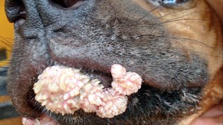 Amazing Popping huge blackheads From Dogs and BEST Pimple Popping Animals [upl. by Harihat]