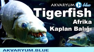 Afrika Kaplan Balığı  Giant Tigerfish [upl. by Lucien611]