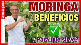 🌿 MORINGA BENEFICIOS ✅ ¿Para qué sirve LA MORINGA 🙄 [upl. by Aitram]