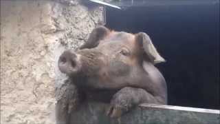 Cerdo cantando FUNNY PIG Singer pig Compilation [upl. by Hashim]