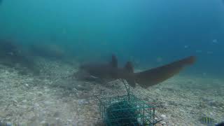 Sharks Snooks And Snappers In The Boynton Beach Inlet [upl. by Alyled]