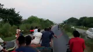 Bullock cart race funny accident [upl. by Allen]