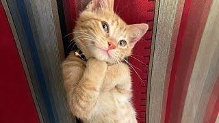 10 Minutes of Adorable cats and kittens videos to Keep You Smiling 🐱 [upl. by Ecnarual]