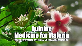 അബദ്ധത്തിൽ സംഭവിച്ച കണ്ടുപിടുത്തങ്ങൾ Episode1 Quinine  Medicine  Maleria  Inventions trending [upl. by Patrica]