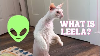 Leela’s fur EXPLAINED The Hairy Hairless Cat [upl. by Eimmis10]