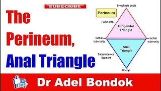 Perineum Anatomy Anal Canal and Ischiorectal Fossa Dr Adel Bondok [upl. by Nohtanhoj]