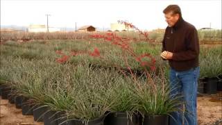 Hesperaloe parviflora Red Yucca in 15 GAL [upl. by Yadseut]