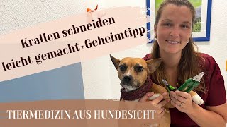 Krallen schneiden beim Hund leicht gemacht  Geheimtipp [upl. by Berneta]