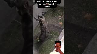 OMG Raccoon about to get🍇ape by Otter😮 shorts scarystories animal [upl. by Holder563]