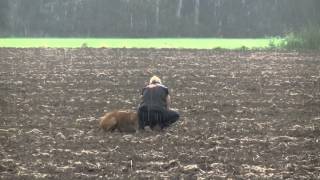 Rhodesian ridgeback tracking training [upl. by Leanor]