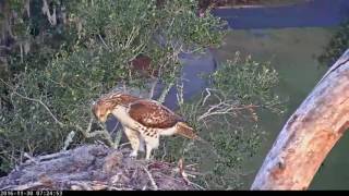 Redtailed Hawk Checks Up On Savannah Nest  Nov 30 2016 [upl. by Ainahtan]