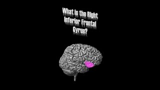 Right Inferior Frontal Gyrus rIFG [upl. by Nosredna]