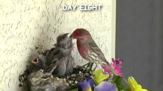 Baby Birds  House Finch  Mom and Dad feeding four babies in the nest [upl. by Chastain427]