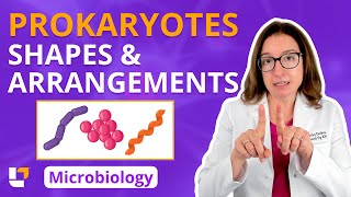 Prokaryotes Shapes amp Arrangements  Microbiology for PreMed Nursing amp Health Care ​⁠ leveluprn [upl. by Fennie]