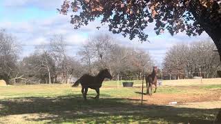 Yearlings sired by Knaughty Knotty playing  Christmas 2023 [upl. by Hsoj871]