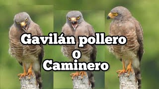 GAVILAN POLLERO O GAVILAN CAMINERO Rupornis magnirostris [upl. by Moonier]