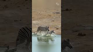 Natures Cruelty A Zebra Stallion Attacks a Defenseless Foal [upl. by Acirej]