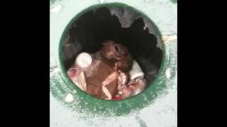 2 Rats Fighting to the Death in a Trash Can [upl. by Hallvard]