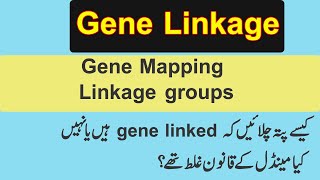 Genetics  What is Gene Linkage and mapping Measure of linkage by Test cross and Chi Square method [upl. by Ayikal466]