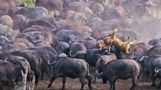 Stampeding Buffaloes Trample Lion [upl. by Malti]