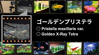 ゴールデンプリステラ ○ Pristella maxillaris var ○ Golden X Ray Tetra [upl. by Freeborn132]