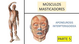 Aponeurosis interpterigoidea  BiologiaXXI [upl. by Solrak]