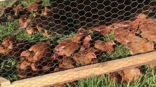 Free Range Pastured Broiler Chickens For Real [upl. by Mauldon]