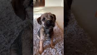 Border Terrier Mali gives a paw for treat [upl. by Sello825]