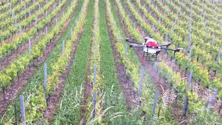 Traitement phytosanitaire au drone AgroFly dans le vignoble suisse viticulture  divers sujets [upl. by Meryl]