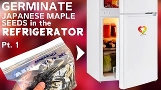 Germinate Japanese maple seeds in the refrigerator part 1  October bagging [upl. by Parrie394]